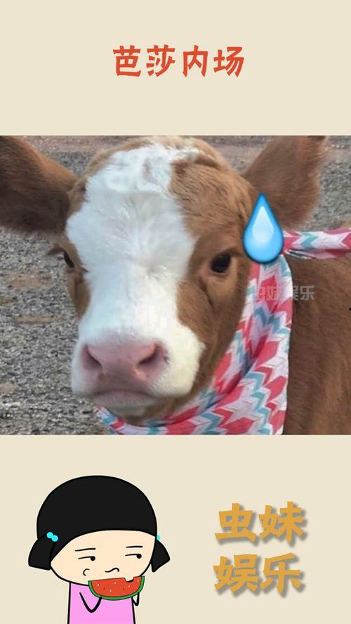 娱乐吃瓜酱的贴纸